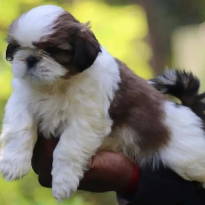 Shih Tzu Price in India | Shih Tzu Dog Price In India