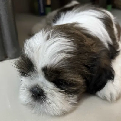 Shih Tzu Price in Visakhapatnam | Shih Tzu Puppies for sale in Visakhapatnam