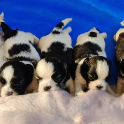 Shih Tzu Price in Noida | Shih Tzu Puppies for sale in Noida