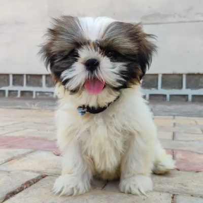 Shih Tzu Price in Delhi | Shih Tzu Puppies for sale in Delhi