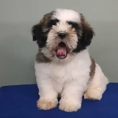 Shih Tzu Price in Noida | Shih Tzu Puppies for sale in Noida