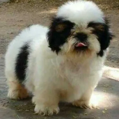 Shih Tzu Price in Delhi | Shih Tzu Puppies for sale in Delhi