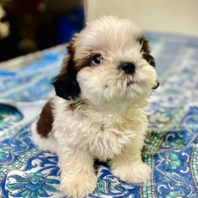 Shih Tzu Price in Surat | Shih Tzu Puppies for sale in Surat