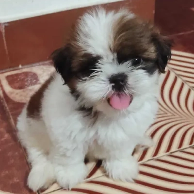 Shih Tzu Price in Hyderabad | Shih Tzu Puppies for sale in Hyderabad