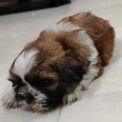 Shih Tzu Price in Visakhapatnam | Shih Tzu Puppies for sale in Visakhapatnam