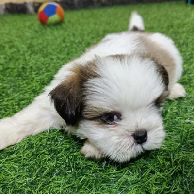 Shih Tzu Price in India | Shih Tzu Dog Price In India