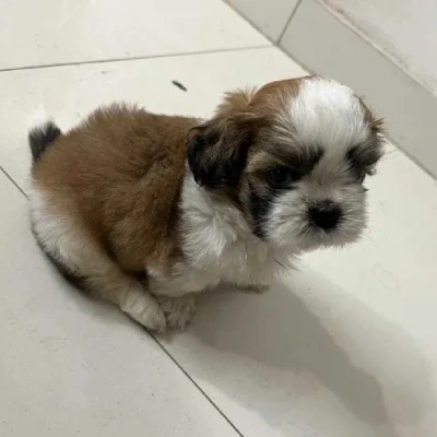 Shih Tzu Price in India | Shih Tzu Dog Price In India