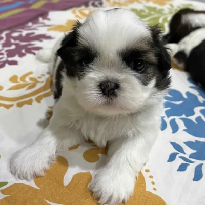 Shih Tzu puppies for sale