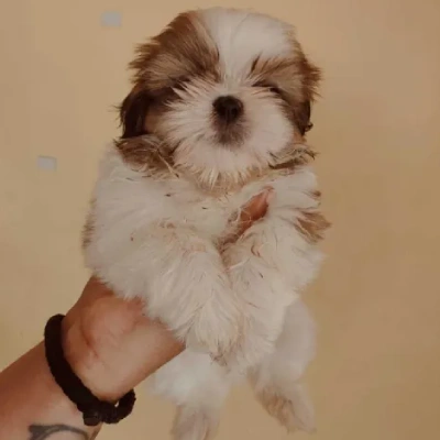 Shih Tzu Price in Visakhapatnam | Shih Tzu Puppies for sale in Visakhapatnam