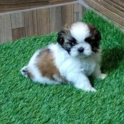 Shih Tzu Price in Mumbai | Shih Tzu Puppies for sale in Mumbai