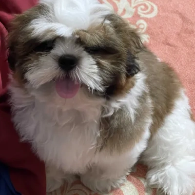 Shih Tzu Price in India | Shih Tzu Dog Price In India