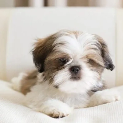 Shih Tzu Price in Delhi | Shih Tzu Puppies for sale in Delhi