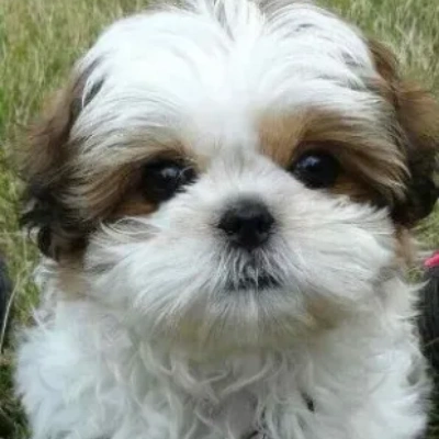 Shih Tzu Price in Delhi | Shih Tzu Puppies for sale in Delhi