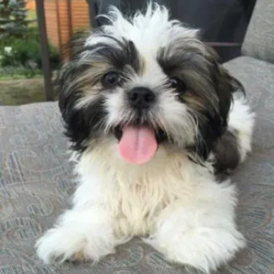 Shih Tzu Price in Hyderabad | Shih Tzu Puppies for sale in Hyderabad