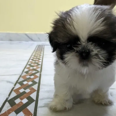 Shih Tzu Price in Delhi | Shih Tzu Puppies for sale in Delhi