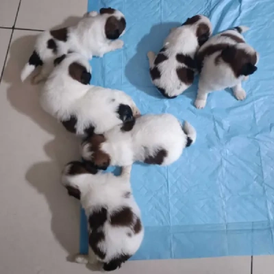 Shih Tzu Price in Pune | Shih Tzu Puppies for sale in Pune