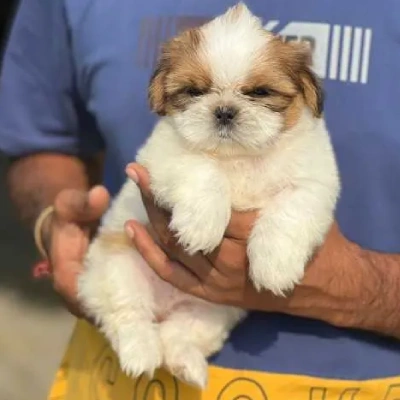 Shih Tzu Price in Mumbai | Shih Tzu Puppies for sale in Mumbai