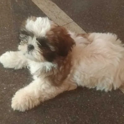 Shih Tzu Price in Visakhapatnam | Shih Tzu Puppies for sale in Visakhapatnam