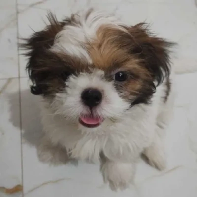 Shih Tzu Price in Delhi | Shih Tzu Puppies for sale in Delhi