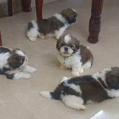 Shih Tzu Price in Visakhapatnam | Shih Tzu Puppies for sale in Visakhapatnam