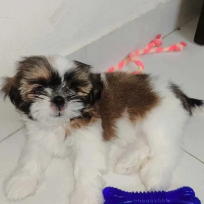 Shih Tzu Price in Hyderabad | Shih Tzu Puppies for sale in Hyderabad