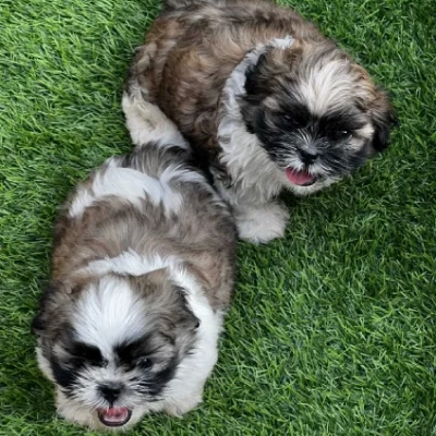 Shih Tzu Price in Mumbai | Shih Tzu Puppies for sale in Mumbai