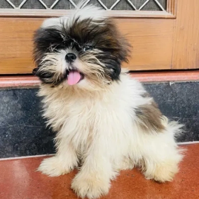 Shih Tzu Price in Mumbai | Shih Tzu Puppies for sale in Mumbai