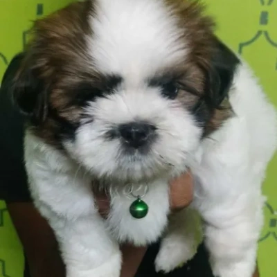 Shih Tzu Price in Delhi | Shih Tzu Puppies for sale in Delhi