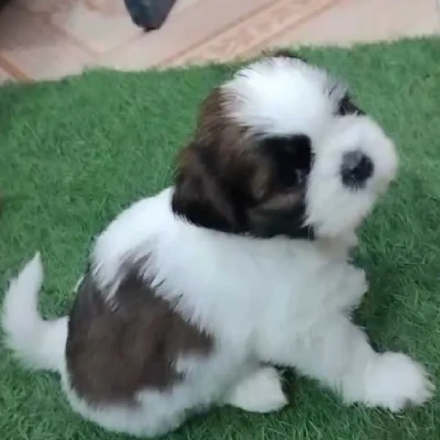 Shih Tzu Price in Visakhapatnam | Shih Tzu Puppies for sale in Visakhapatnam