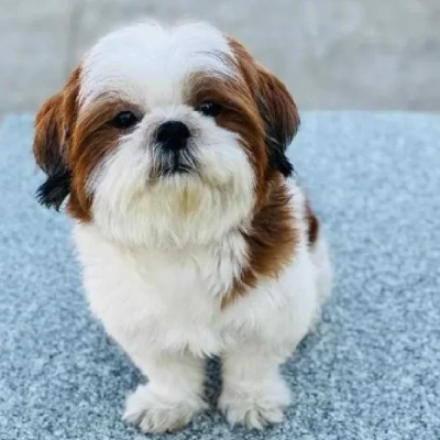 Shih Tzu Price in Pune | Shih Tzu Puppies for sale in Pune