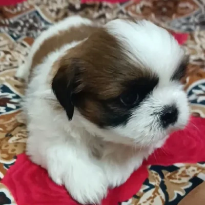 Shih Tzu Price in Mumbai | Shih Tzu Puppies for sale in Mumbai