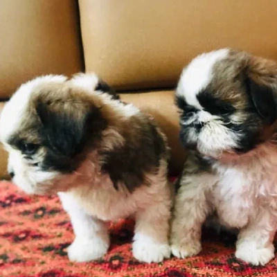 Shih Tzu Price in Visakhapatnam | Shih Tzu Puppies for sale in Visakhapatnam