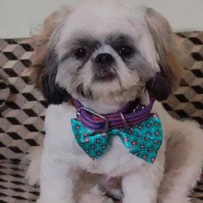 Shih Tzu Price in India | Shih Tzu Dog Price In India