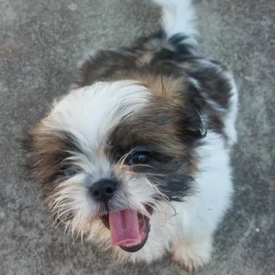 Shih Tzu Price in Surat | Shih Tzu Puppies for sale in Surat