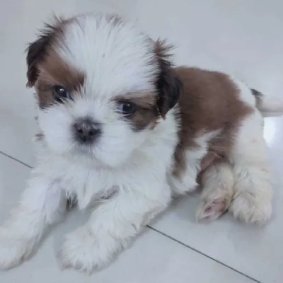 Shih Tzu Price in India | Shih Tzu Dog Price In India