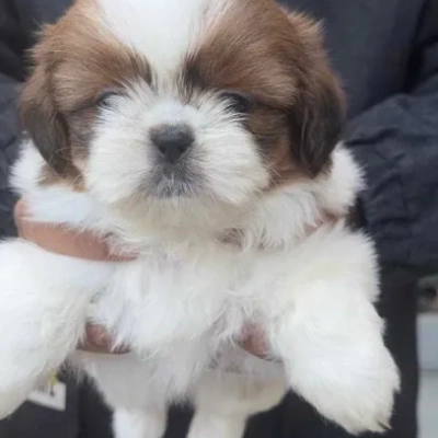 Shih Tzu Price in Visakhapatnam | Shih Tzu Puppies for sale in Visakhapatnam