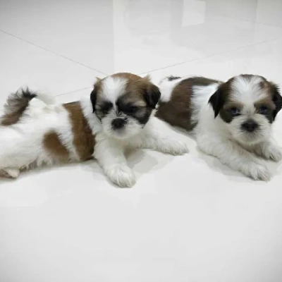 Shih Tzu Price in Mumbai | Shih Tzu Puppies for sale in Mumbai