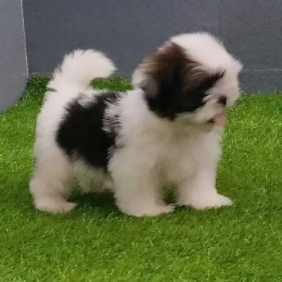 Shih Tzu Price in Noida | Shih Tzu Puppies for sale in Noida