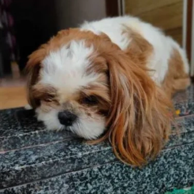 Shih Tzu Price in Surat | Shih Tzu Puppies for sale in Surat