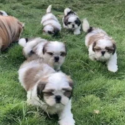 Shih Tzu Price in Visakhapatnam | Shih Tzu Puppies for sale in Visakhapatnam