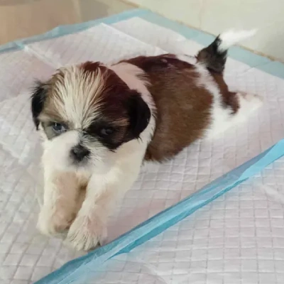 Shih Tzu Price in India | Shih Tzu Dog Price In India