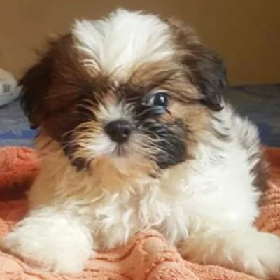 Shih Tzu Price in India | Shih Tzu Dog Price In India