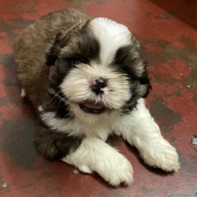 Shih Tzu Price in Surat | Shih Tzu Puppies for sale in Surat