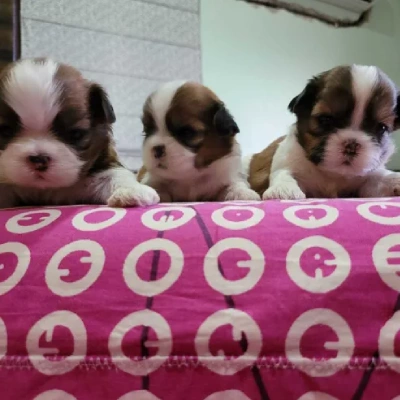 Shih Tzu Price in Mumbai | Shih Tzu Puppies for sale in Mumbai