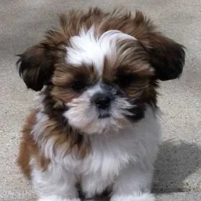 Shih Tzu Price in Pune | Shih Tzu Puppies for sale in Pune