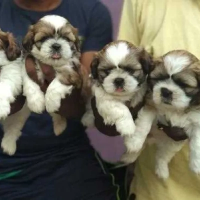 Shih Tzu Price in Mumbai | Shih Tzu Puppies for sale in Mumbai