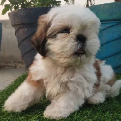 Shih Tzu Price in Pune | Shih Tzu Puppies for sale in Pune