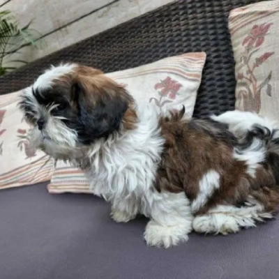 Shih Tzu Price in Hyderabad | Shih Tzu Puppies for sale in Hyderabad