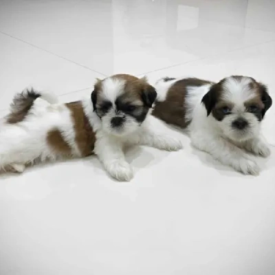 Shih Tzu Price in Visakhapatnam | Shih Tzu Puppies for sale in Visakhapatnam