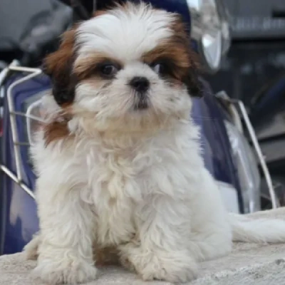 Shih Tzu Price in Visakhapatnam | Shih Tzu Puppies for sale in Visakhapatnam